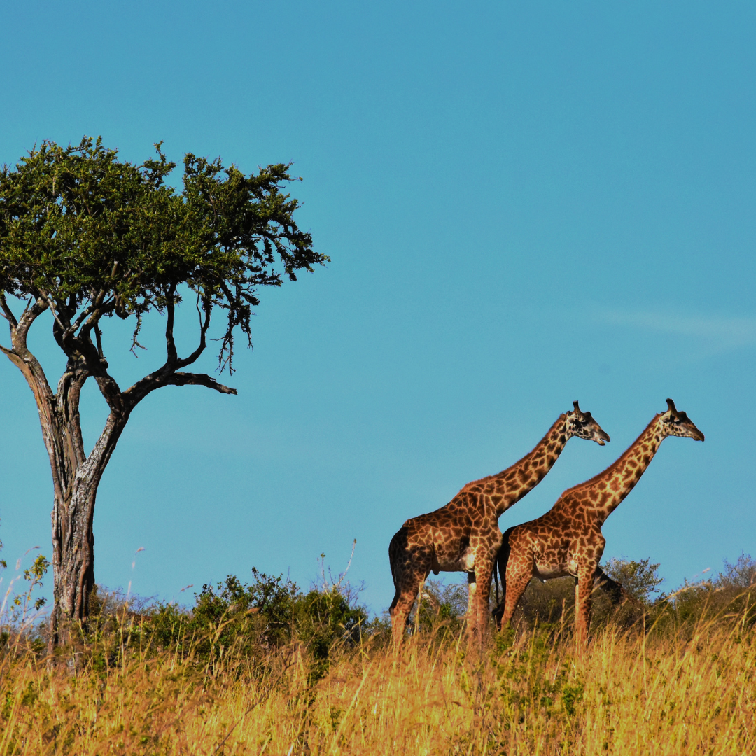Circuit Safari în KENYA și TANZANIA